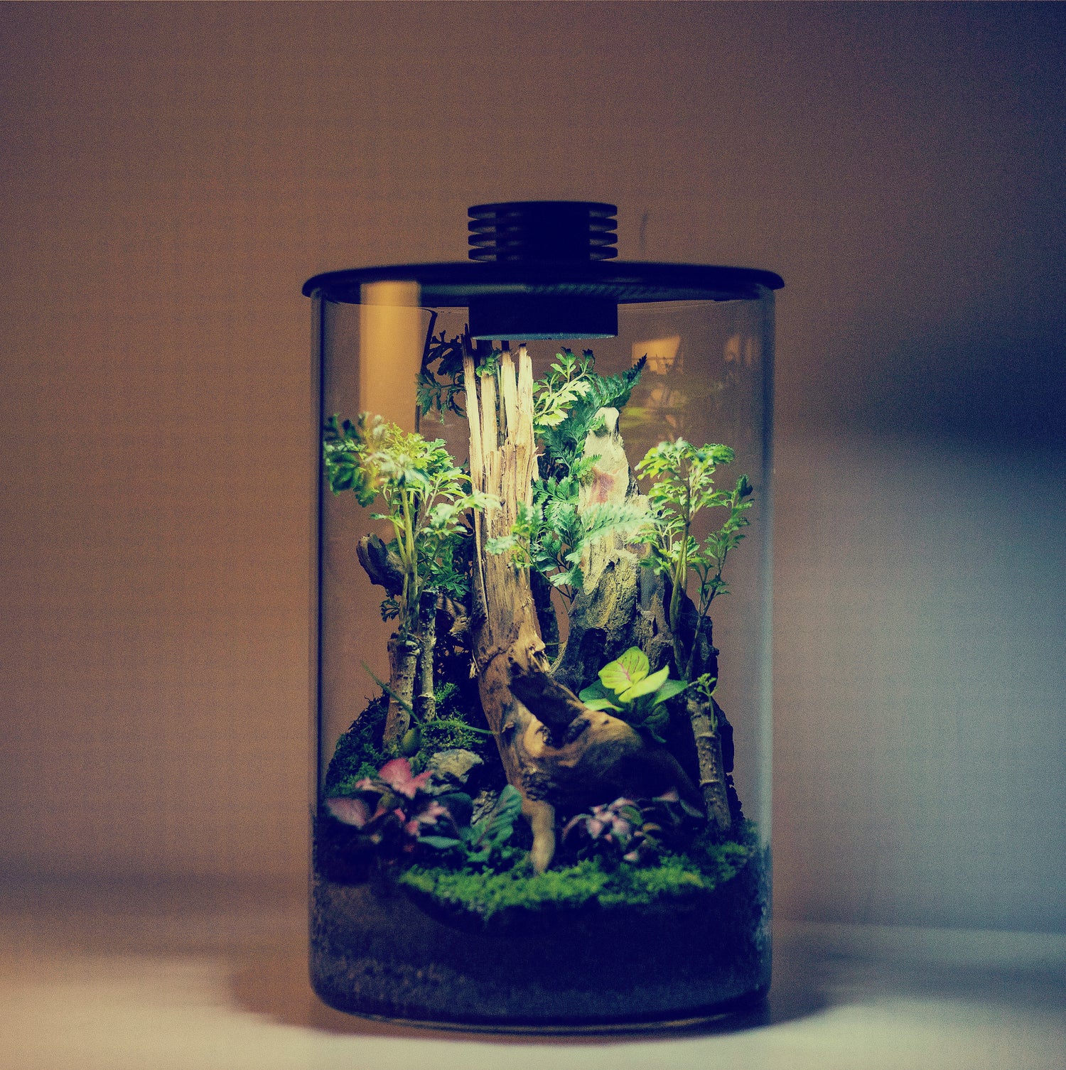 Terrariums