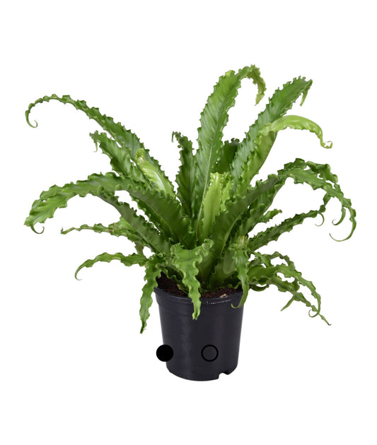 Asplenium antiquum ‘Osaka’