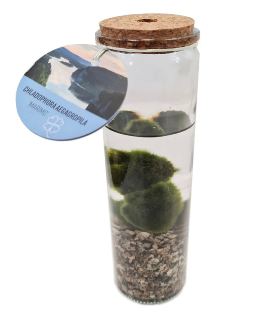 Marimo moss balls in vessel