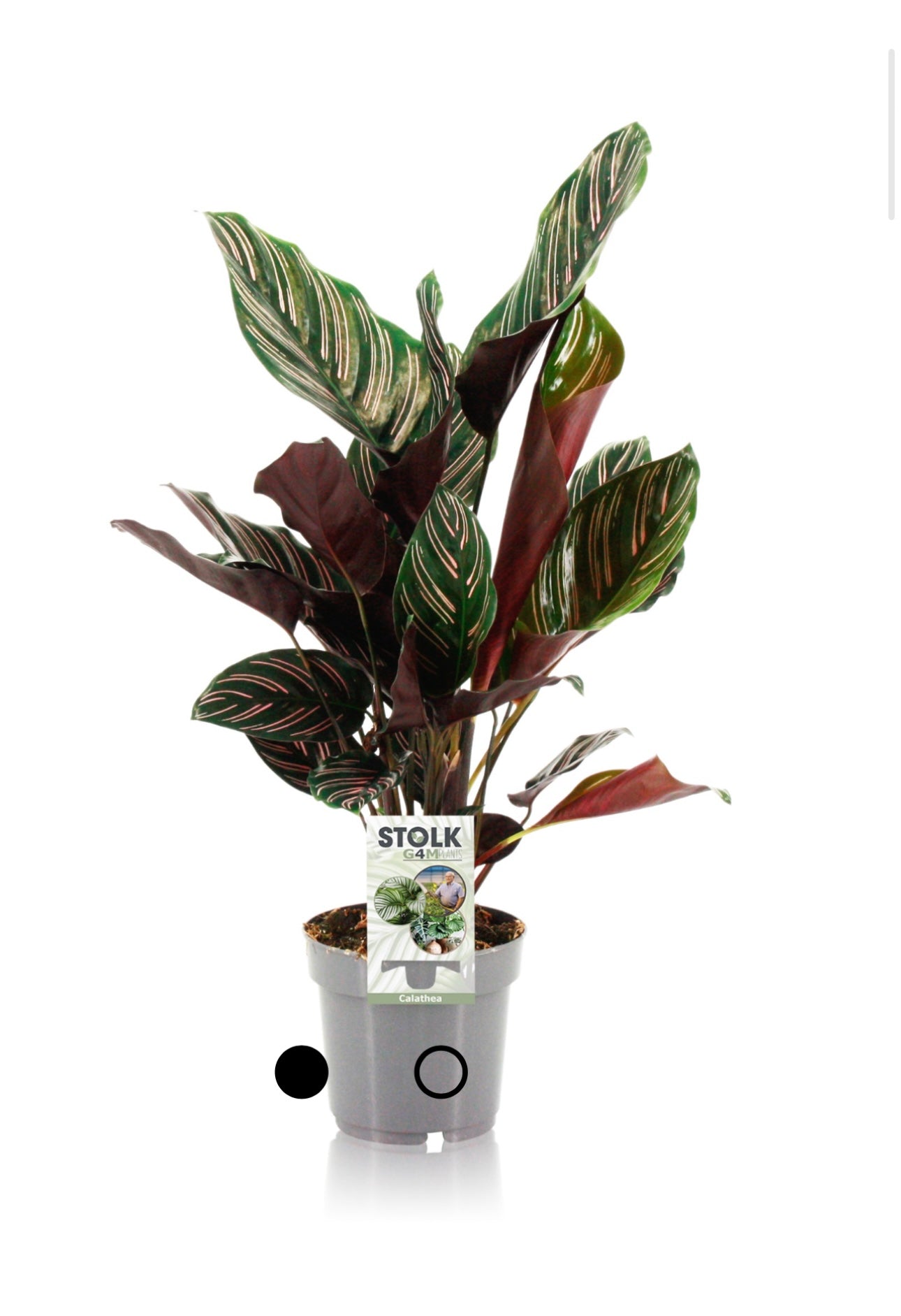 Calathea ornata