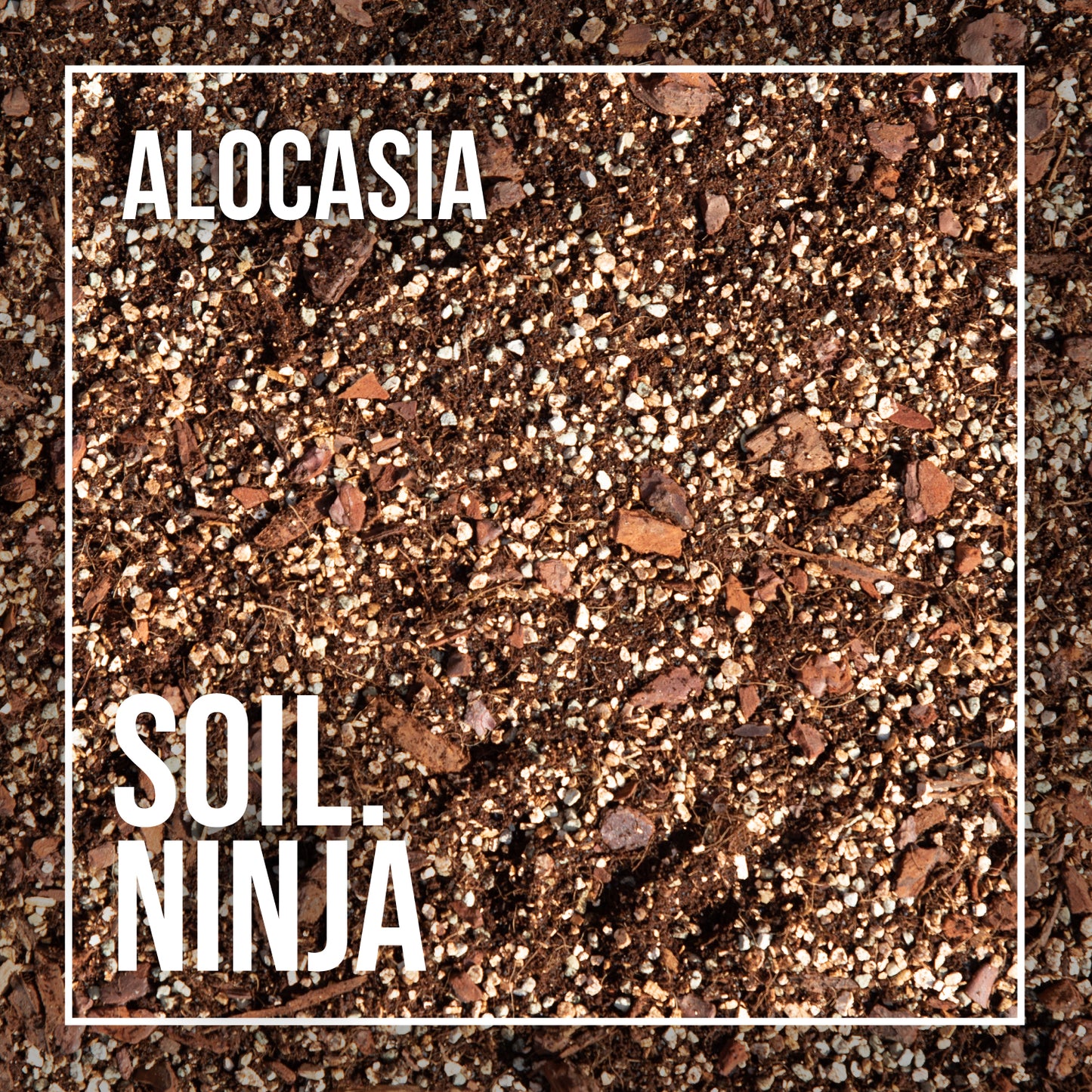 Alocasia compost mix